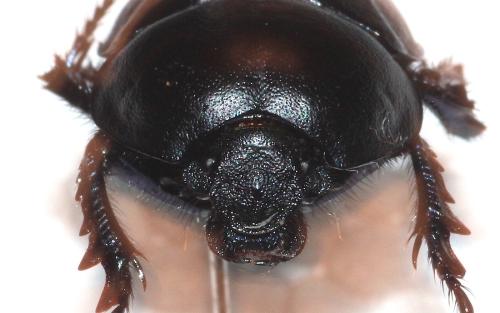 Thorectes hispanus